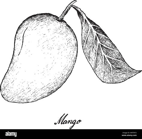 Mango Fruit Drawing