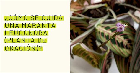 C Mo Se Cuida Una Maranta Leuconora Planta De Oraci N