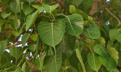 All About Peepal Tree With Their Types Health Benefits And Lifespan