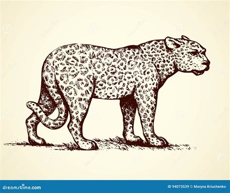 Leopardo Ilustración Del Vector Ilustración del Vector Ilustración de