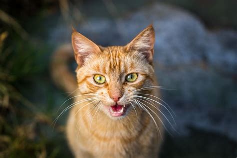 De ce pisica ta miaună la tine într un mod atât de emoționant motivul