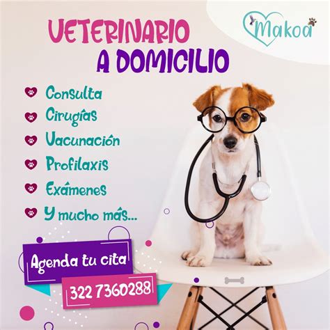 Veterinaria A Domicilio Cuidado Experto A Tu Puerta