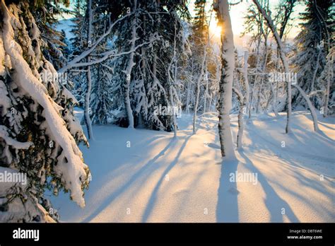 Forest at sunrise Stock Photo - Alamy