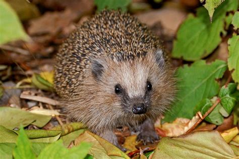 Igel Jungtier Im Herbst Sch Pfung