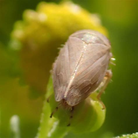 Typical Leafhoppers From South Mountain Village Phoenix Az Usa On