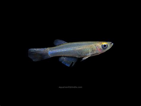 Large Finned Lampeye Killifish Aquarium Fish India