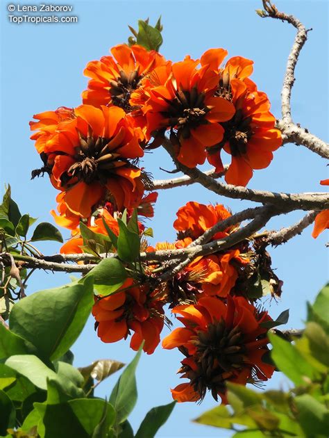 erythrina caffra south african coral tree top tropicals plant