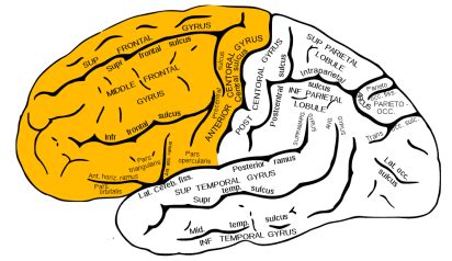 Frontal Brain Lobe | Position, Functions, Diseases, Conditions