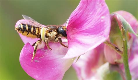 Bienen Das Gift War Vor Dem Stachel Da Evolution Des Giftcocktails