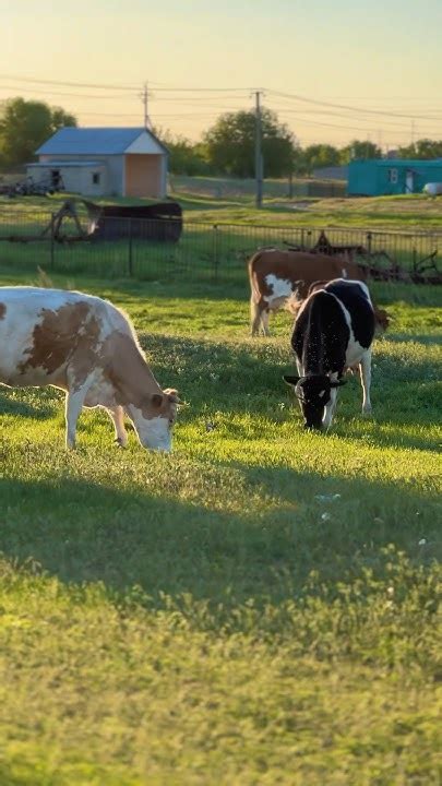 Комаров много 🦟 #деревня #дача #село #рецепт #хозяйство #farming # ...