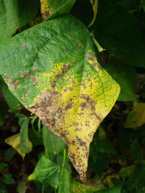 Bean Golden Mosaic Virus Agrio