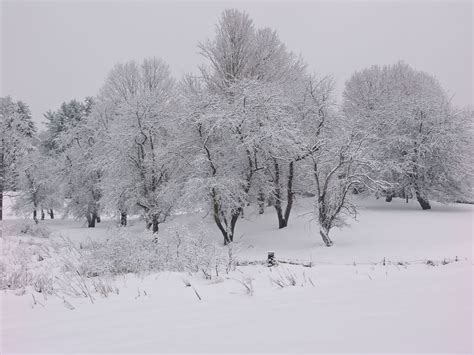 Low Contrast Tree Art Picture Outdoor