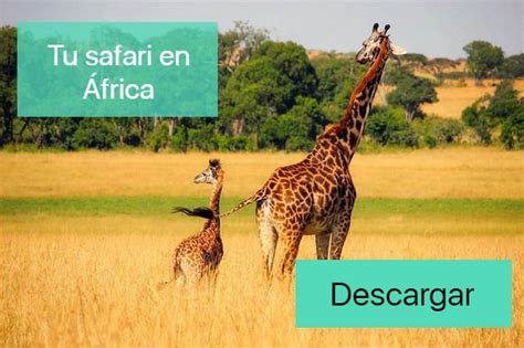 Los Mejores Safaris De Frica Que Nunca Olvidar S El Es Alucinante