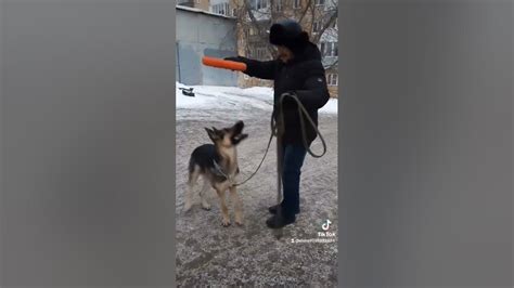 собака-мутант - YouTube