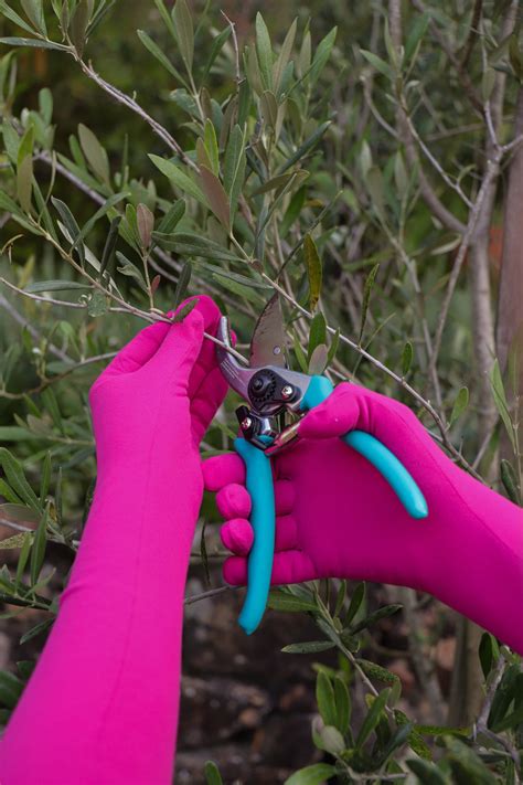 Foxgloves Direct Australia Elevating Your Gardening Experience