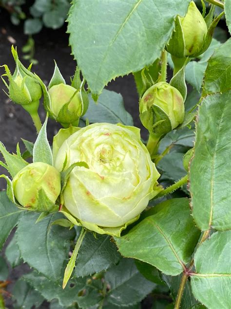 Роза Веддинг Пиано (Wedding Piano) - Московский ОАЗИС