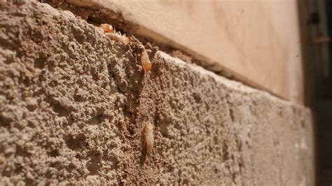 Natural Scents For Repelling Termites Away From Your Home Flickr