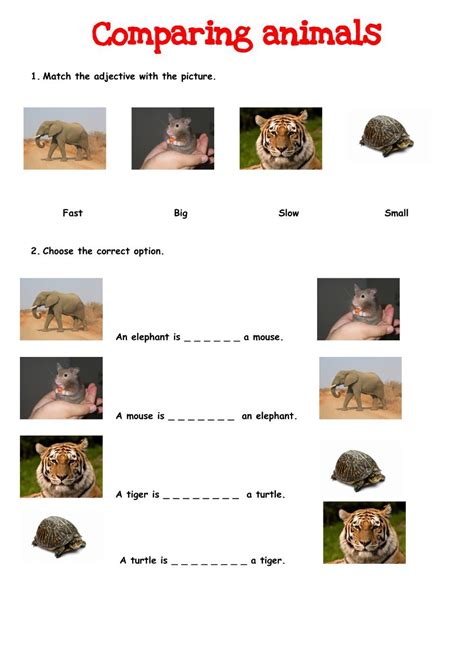 comparing animals  exercise animal size comparison activity