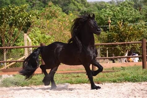 Melhor Raca De Cavalo - Quais As Melhores Raças de Cavalos? Quais As Mais Caras? | Mundo Ecologia
