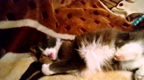 Кошка играет с клубком - YouTube