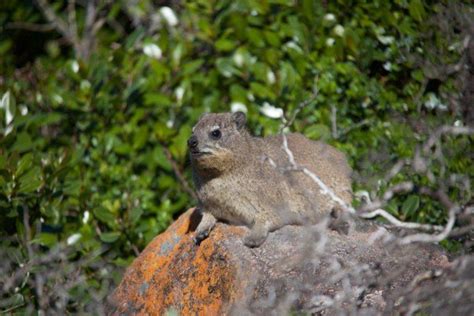 13 Wild Animals in Somalia [Wildlife in Somalia] - Kevmrc