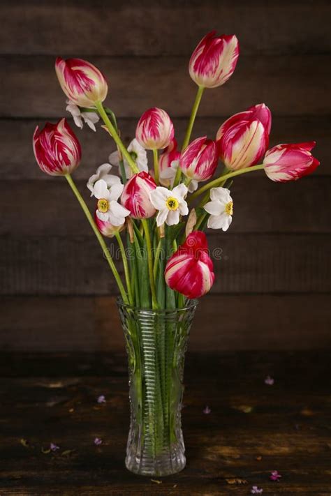 Bouquet Of Fresh Spring Bicolor Purple Tulips In Glass Vase Stock Photo