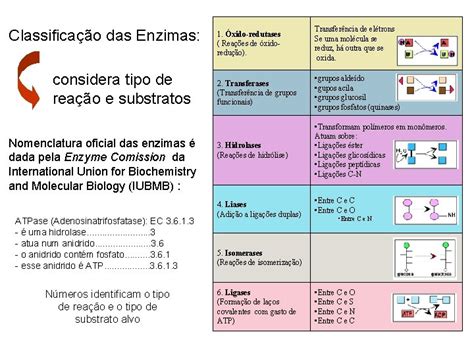Classe De Enzimas 9 Letras - Enzimas Profa Alana Ceclia Enzimas so protenas que