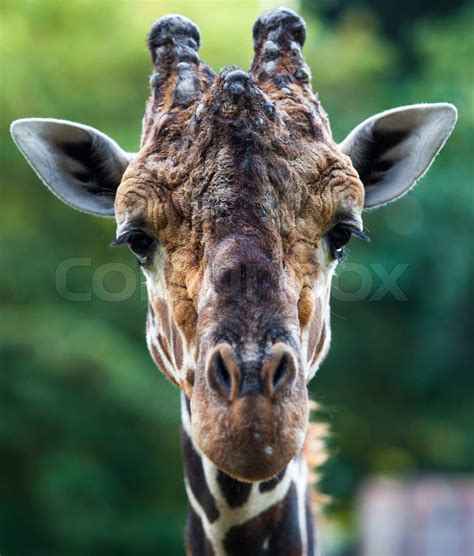 Close up shot of giraffe head Giraffe portrait | Stock image | Colourbox