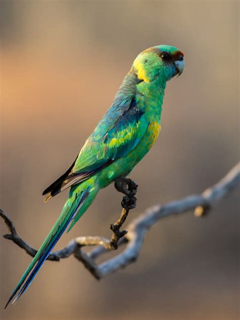 Australian Ringneck Barnardius Zonarius Gluepot Reserve Flickr