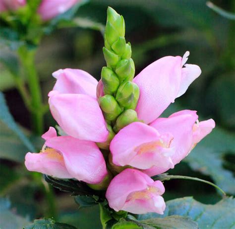 Chelone Lyonii Hot Lips Turtle Head Sugar Creek Gardens