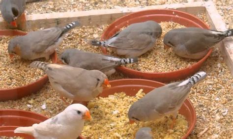 Zebra Finch Lifespan Food Care Guide Cute Parrots