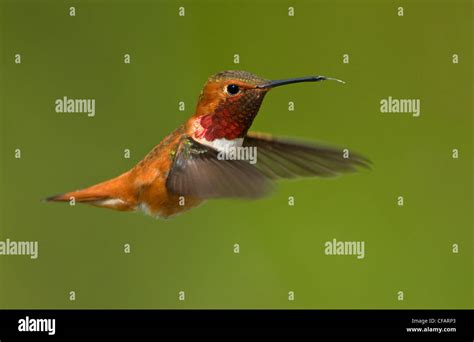 Male Rufous Hummingbird Selasphorus Rufus In Flight Victoria