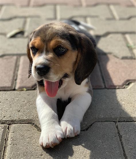 Beagle Puppy