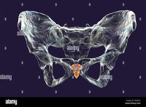 Anatomy of the coccyx bone, illustration Stock Photo - Alamy