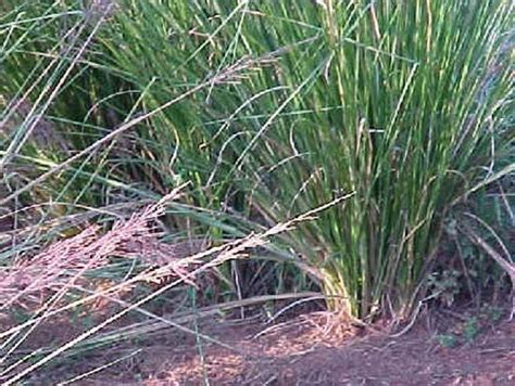 Vetiver | Description, Uses, & Facts | Britannica