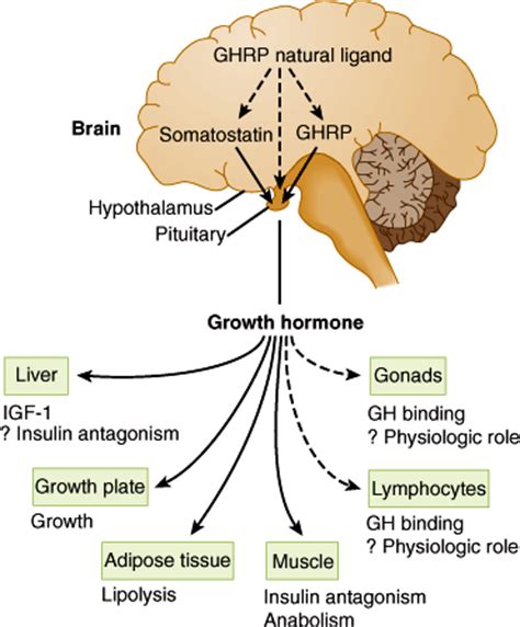 Disorders of the Hypothalamus & Pituitary Gland | Basicmedical Key