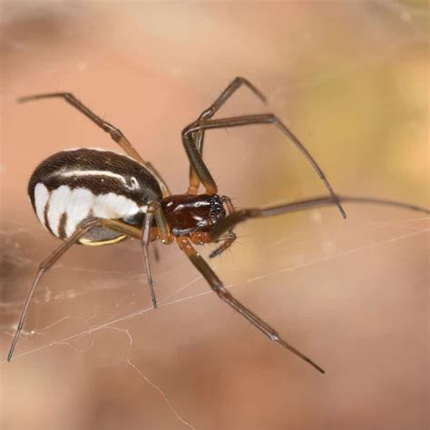 Spiders In Indiana Usa Spiders