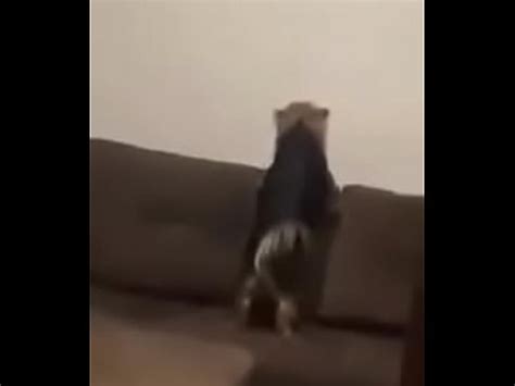 El Perro No Pudo Soportarlo XVIDEOS