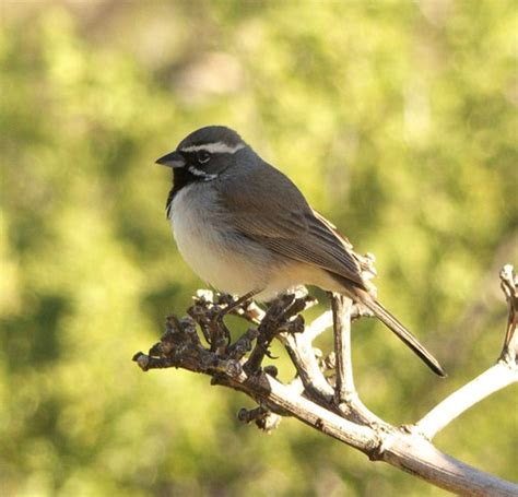 Black Throated Sparrow Portal Arizona Peterschneekloth Flickr