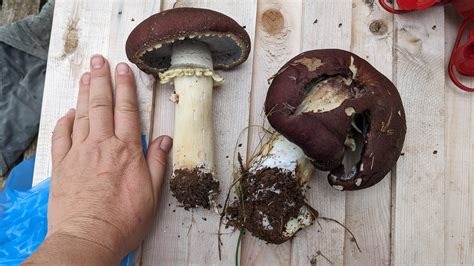 Foragers Are Debating The Best Mushroom Identification Texas Apps - RYZE Superfoods