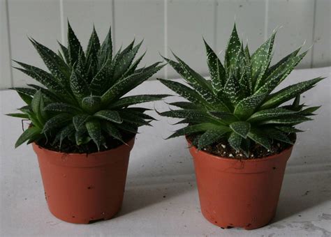 Комнатные Алоэ Фото И Названия – Telegraph