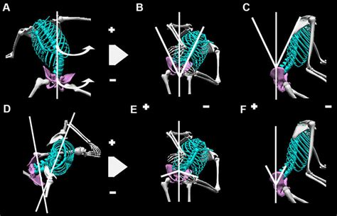 Trunk And Pelvic Variables A Pelvic And Trunk Rotation B Trunk