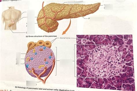 Pancreatic Islet And Acinar Cells Diagram Quizlet