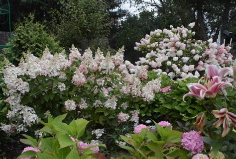 Гортензия в моем саду: обзор устойчивых зимостойких сортов для ...