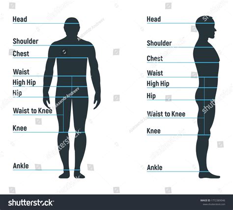 Male Size Chart Anatomy Human Character Stock Vector Royalty Free