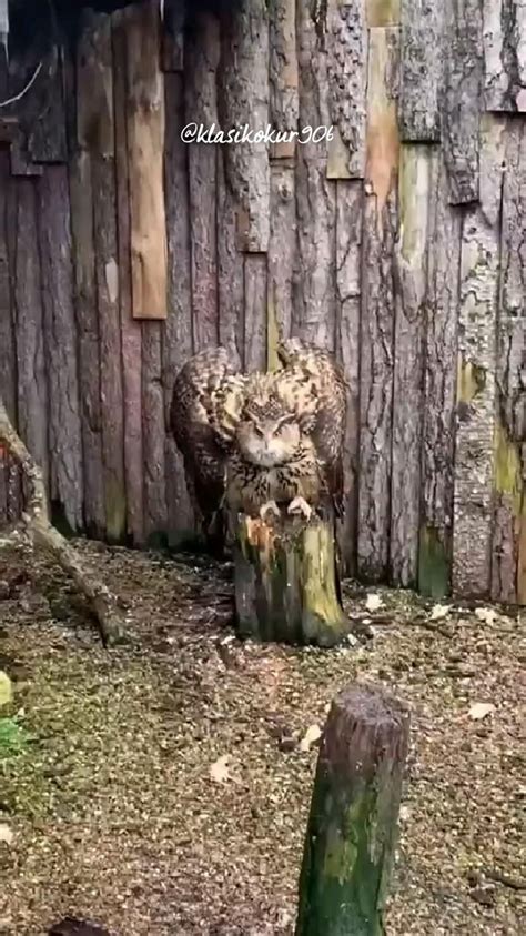 7 Proven Strategies That Attract Owls 2022 Artofit