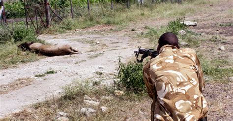 Mohawk A 13 Year Old Lion Is Killed By Kenya Wildlife Rangers The New York Times