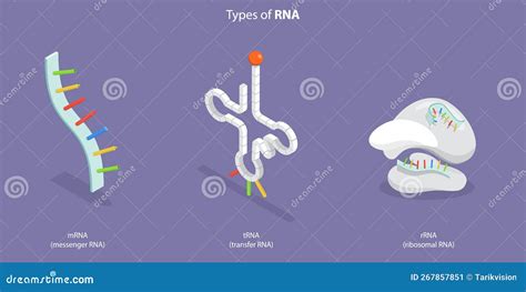 3d Ilustración Conceptual Vectorial Plana Isométrica De Los Tipos De