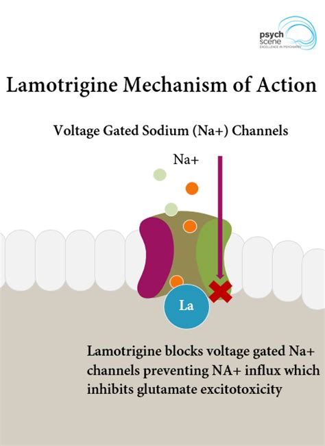 Lamotrigine - Mechanism of Action & Clinical Application