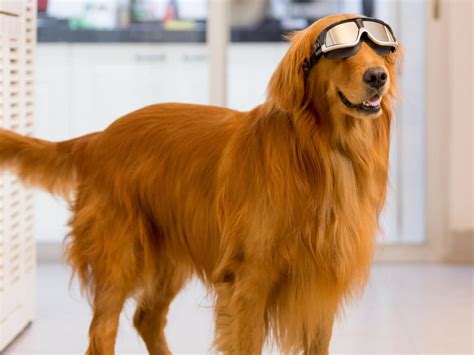 How Do Dogs See Lasers